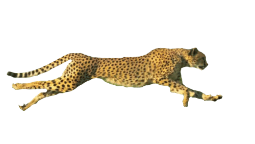 cheetah-clipart-animated-gif-15 4